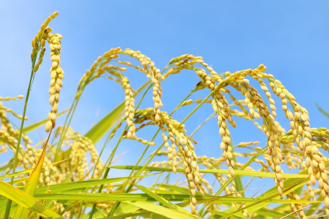 会社・田んぼの様子